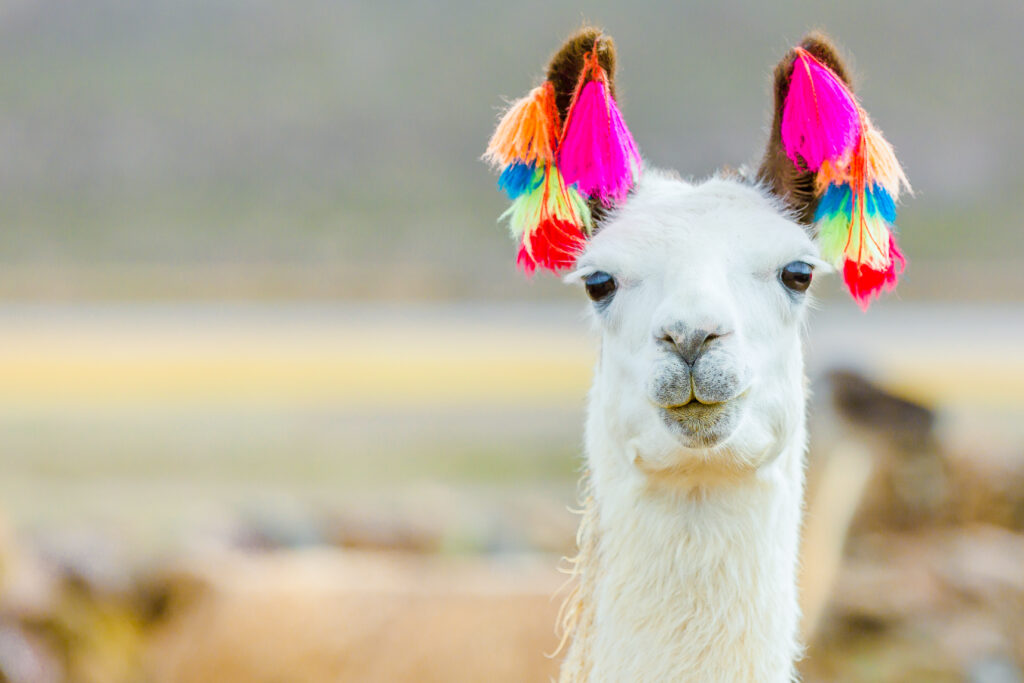 A white llama with colorful tassels on its ears stands against a blurred natural background. The tassels are bright pink, orange, and blue, adding a vibrant touch to the animals appearance.