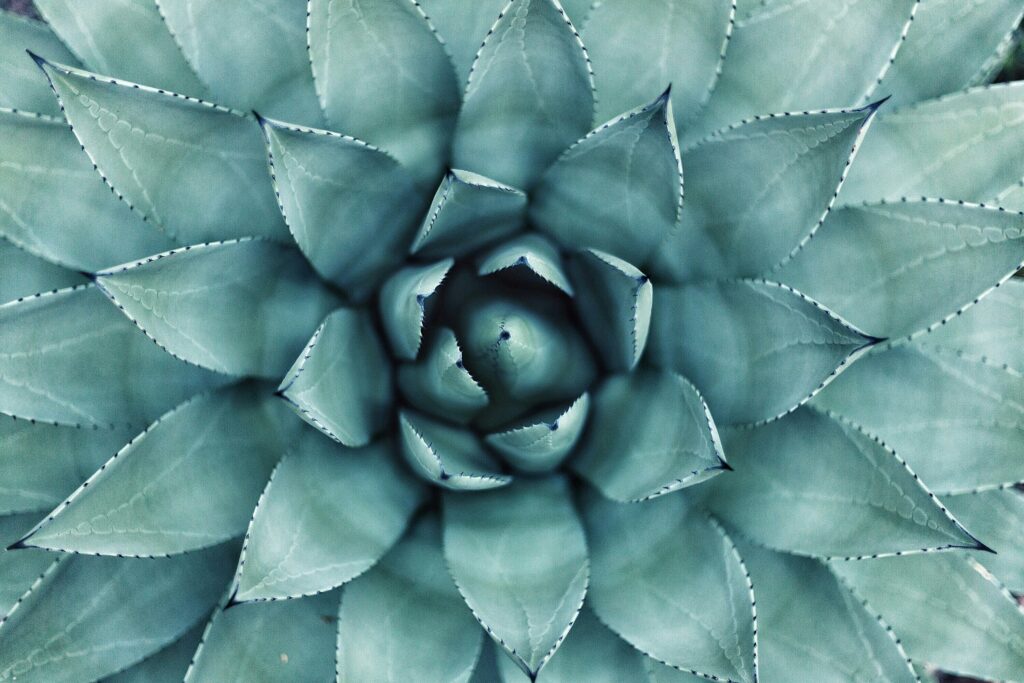 Close-up top view of a symmetrical succulent plant with thick, pointed leaves arranged in a rosette pattern. The leaves are a pale blue-green color with serrated edges and a smooth texture.